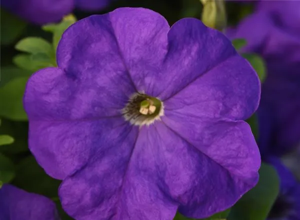 Петуния Мираж Mild Blue - PETUNIA MIRAGE MILD BLUE - Фото №1
