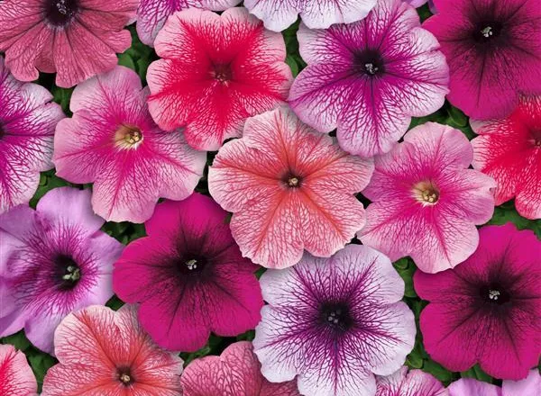 Петуния Мираж Микс - PETUNIA MIRAGE MIXTURE - Фото №1