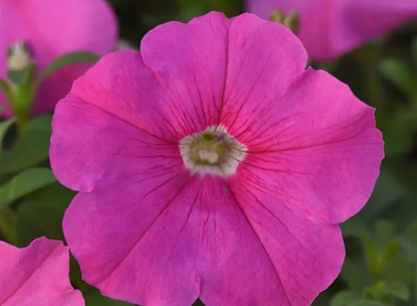Петуния Мираж Пинк - PETUNIA MIRAGE PINK - Фото №1