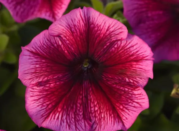 Петуния Мираж Plum - PETUNIA MIRAGE PLUM - Фото №1