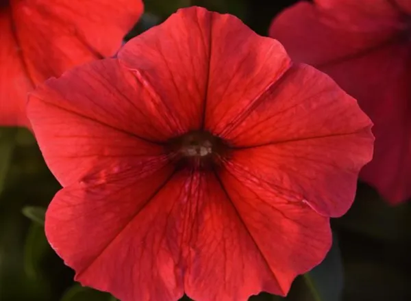 Петуния Мираж Ред - PETUNIA MIRAGE RED - Фото №1