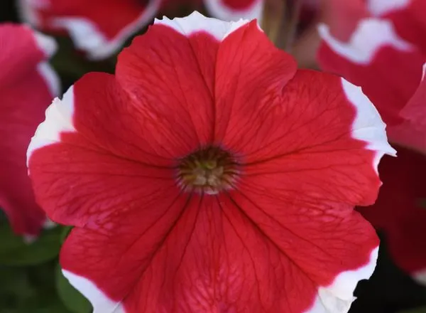 Петуния Мираж Ред Пикоти - PETUNIA MIRAGE RED PICOTEE - Фото №1