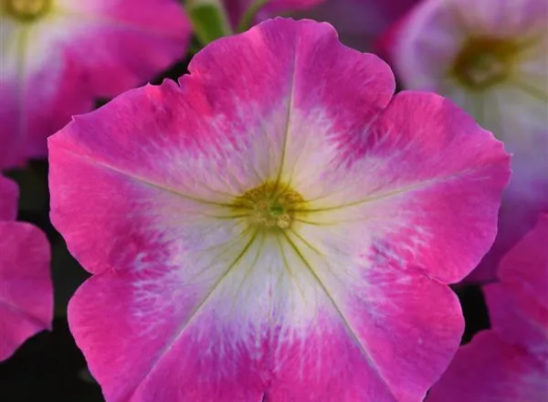 Петуния Мираж Роуз Морн - PETUNIA MIRAGE ROSE MORN - Фото №1