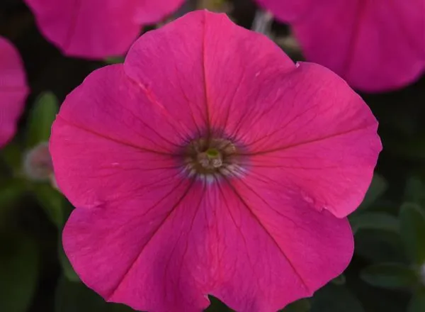 Петуния Мираж Роуз - PETUNIA MIRAGE ROSE - Фото №1