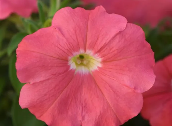 Петуния Мираж Salmon Improved - PETUNIA MIRAGE SALMON IMPROVED - Фото №1
