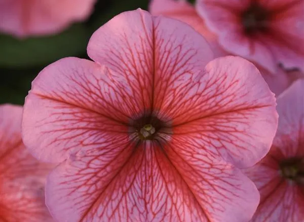 Петуния Мираж Спринг - PETUNIA MIRAGE SPRING - Фото №1