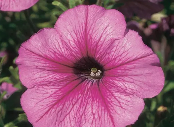 Петуния Мираж Sugar - PETUNIA MIRAGE SUGAR - Фото №1