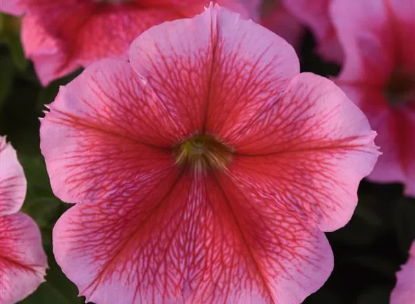 Петуния Мираж Summer - PETUNIA MIRAGE SUMMER - Фото №1