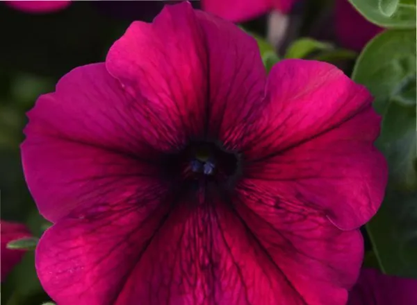 Петуния Мираж Велвет - PETUNIA MIRAGE VELVET - Фото №1