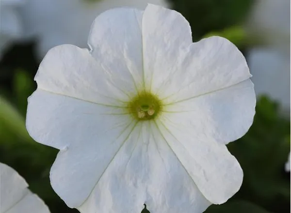 Петуния Мираж White - PETUNIA MIRAGE WHITE - Фото №1