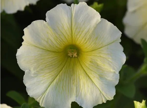 Петуния Мираж Yellow - PETUNIA MIRAGE YELLOW - Фото №1