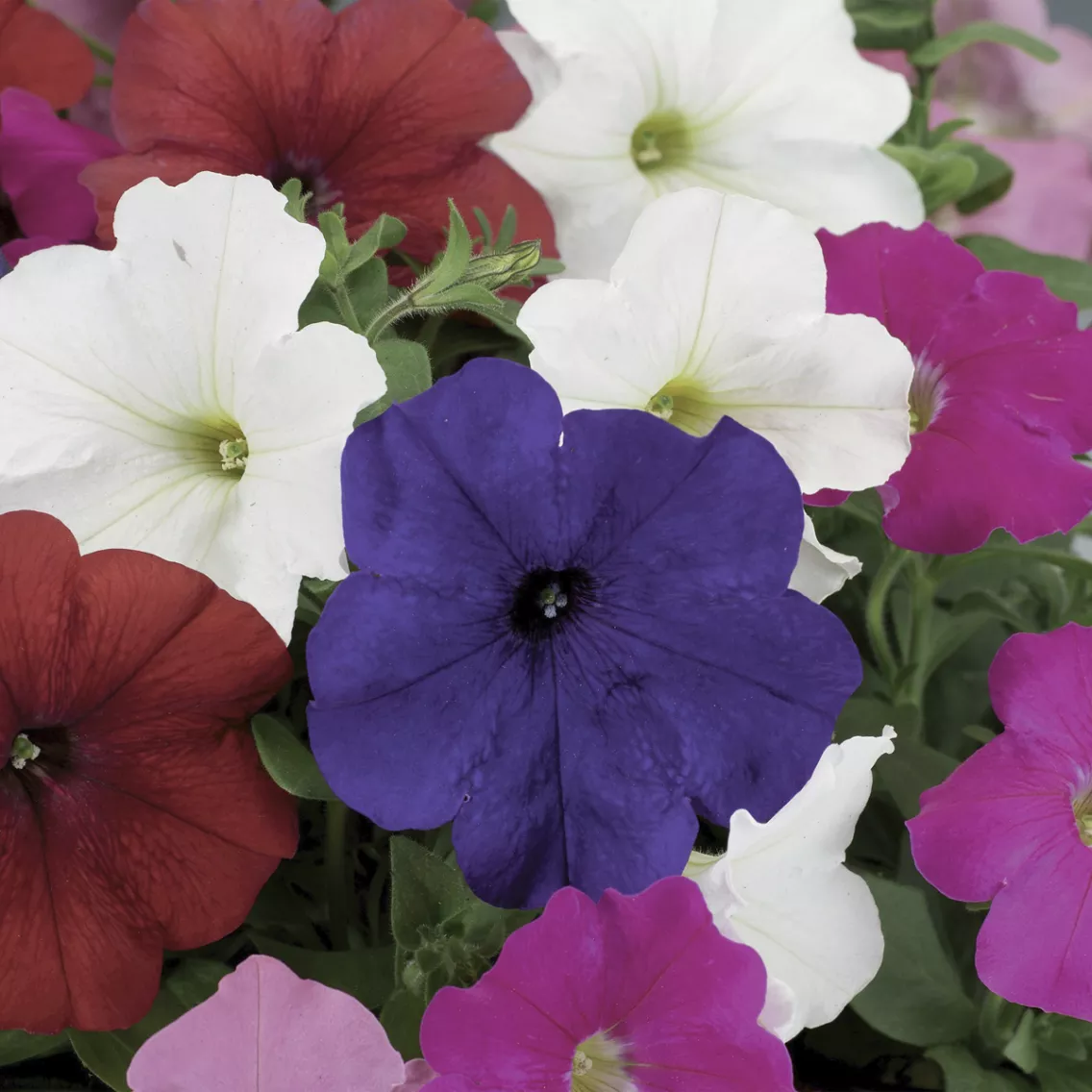 Петуния Дамаск Смесь  - Petunia multiflora Damask Mix - Фото №1