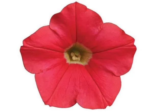 Петуния Шок Вейв Coral Crush Spreading - Petunia Shock Wave Coral Crush Spreading - Фото №1
