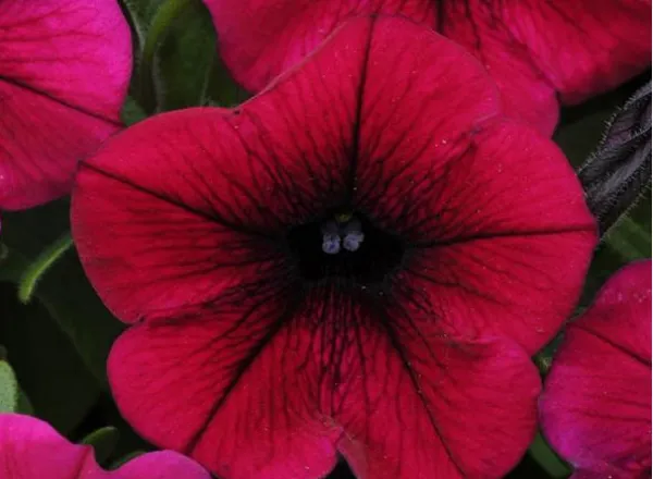 Петуния Шок Вейв Deep Purple Spreading - Petunia Shock Wave Deep Purple Spreading  - Фото №1