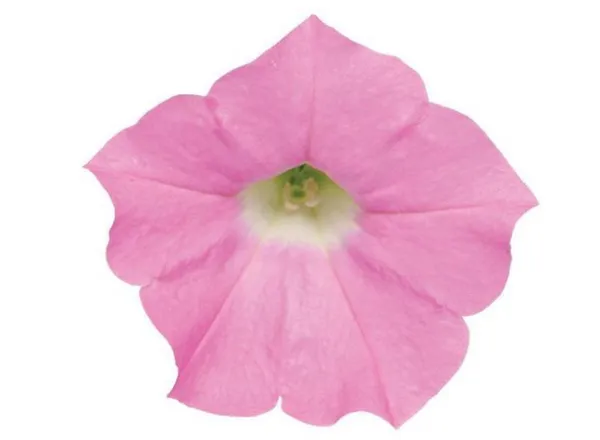 Петуния Шок Вейв Pink Shades Spreading - Petunia Shock Wave Pink Shades Spreading - Фото №1