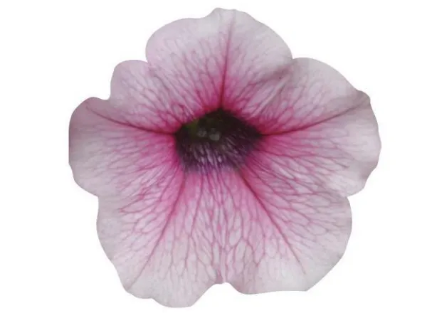 Петуния Шок Вейв Pink Vein Spreading - Petunia Shock Wave Pink Vein Spreading - Фото №1