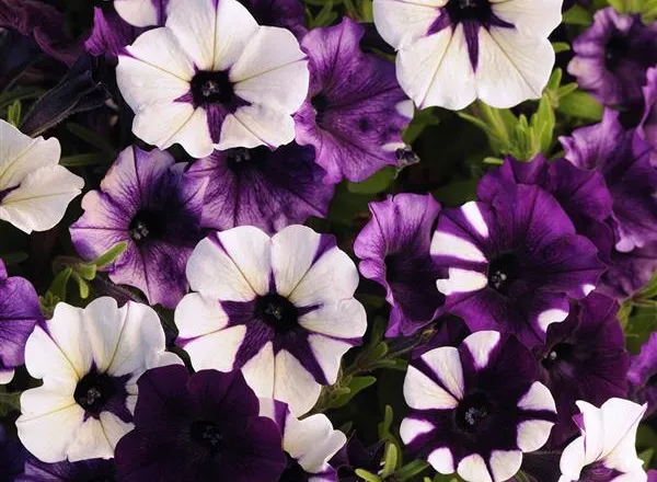 Петуния Шок Вейв Purple Tie Dye Spreading - Petunia Shock Wave Purple Tie Dye Spreading - Фото №1