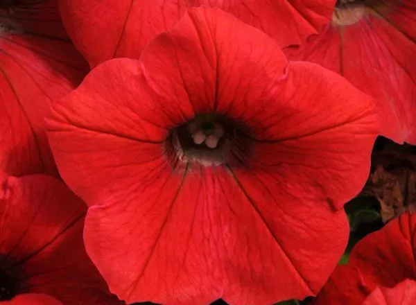 Петуния Шок Вейв Red Spreading - Petunia Shock Wave Red Spreading  - Фото №1