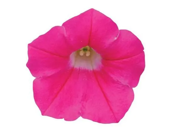 Петуния Шок Вейв Rose Spreading - Petunia Shock Wave Rose Spreading - Фото №1