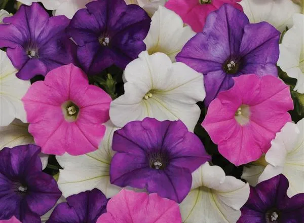 Петуния Шок Вейв Spark Mixture Improved Spreading - Petunia Shock Wave Spark Mixture Improved Spreading - Фото №1