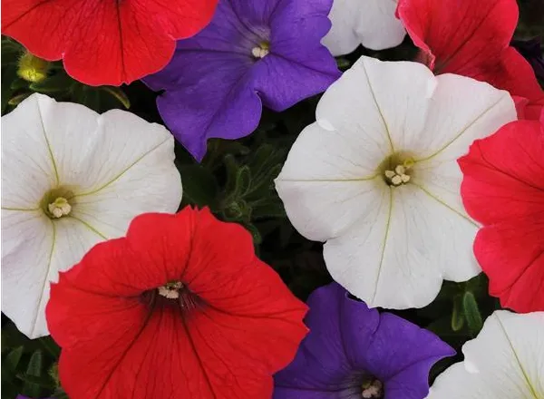 Петуния Шок Вейв Volt Mixture Improved Spreading - Petunia Shock Wave Volt Mixture Improved Spreading - Фото №1