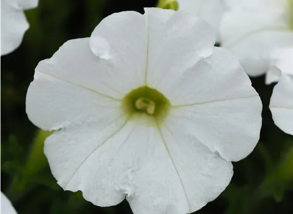 Петуния Шок Вейв White Spreading - Petunia Shock Wave White Spreading - Фото №1