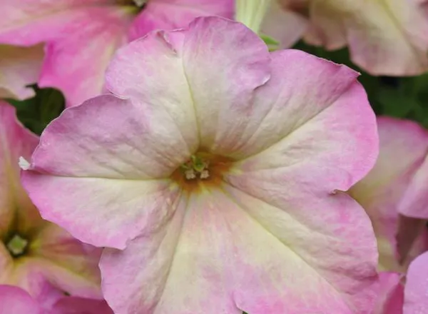 Петуния Софистика Antique Shades - PETUNIA SOPHISTICA ANTIQUE SHADES - Фото №1