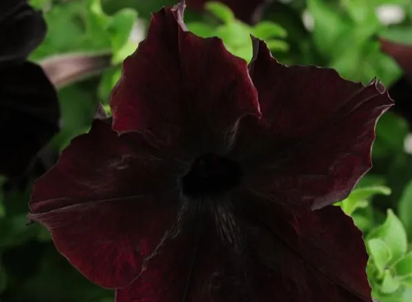 Петуния Софистика Черная Смородина - PETUNIA SOPHISTICA BLACKBERRY - Фото №1