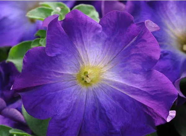 Петуния Софистика Blue Morn - PETUNIA SOPHISTICA BLUE MORN - Фото №1