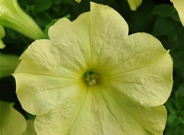 Петуния Софистика Зеленый Лайм  - PETUNIA SOPHISTICA LIME GREEN - Фото №1