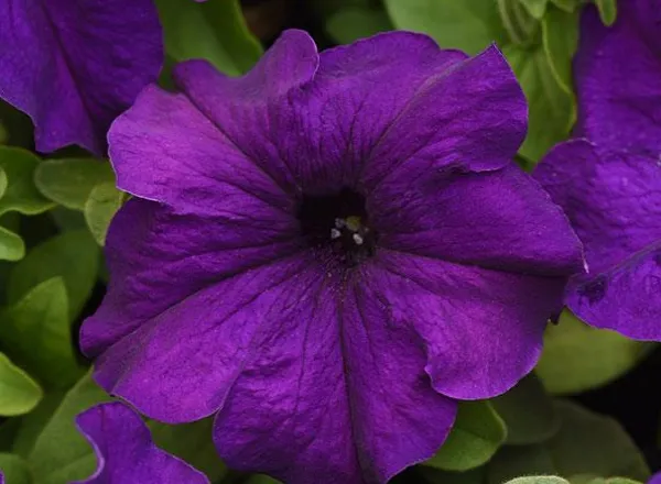 Петуния Суперкаскад Blue - PETUNIA SUPERCASCADE BLUE - Фото №1