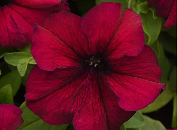 Петуния Суперкаскад Бургунди - PETUNIA SUPERCASCADE BURGUNDY - Фото №1