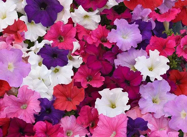 Петуния Суперкаскад Микс  - PETUNIA SUPERCASCADE MIXTURE - Фото №1