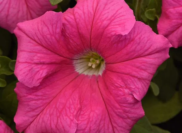 Петуния Суперкаскад Пинк - PETUNIA SUPERCASCADE PINK - Фото №1