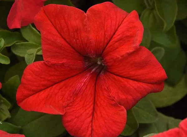 Петуния Суперкаскад Ред - PETUNIA SUPERCASCADE RED - Фото №1