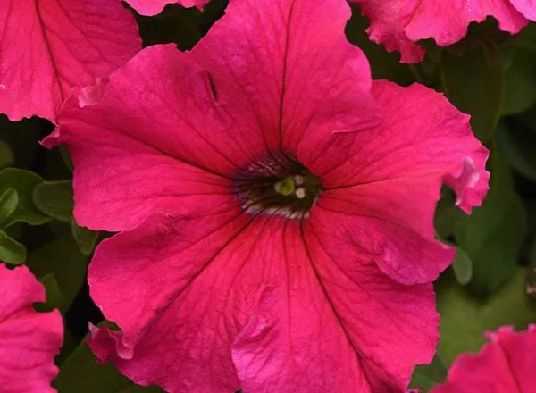 Петуния Суперкаскад Роуз - PETUNIA SUPERCASCADE ROSE - Фото №1