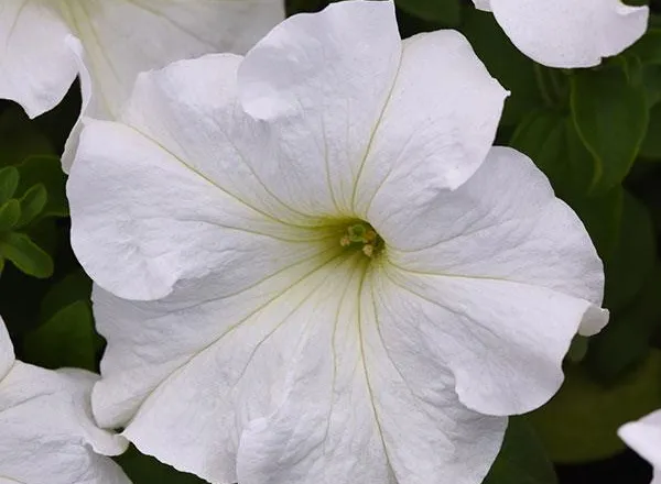 Петуния Суперкаскад White - PETUNIA SUPERCASCADE WHITE  - Фото №1