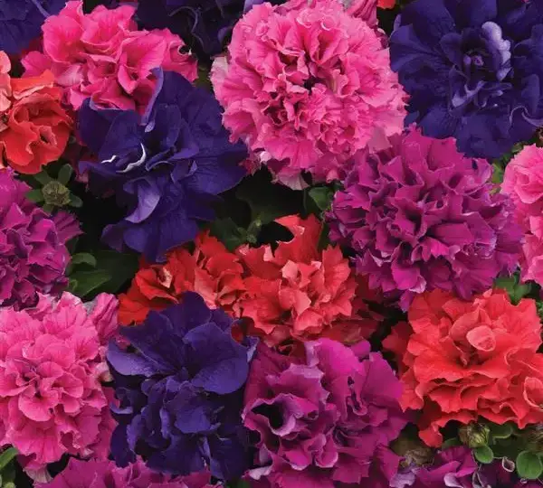 Петуния махровая Дабл Каскад Болд Микс - Petunia x hybrida Double Cascade Bold Mix