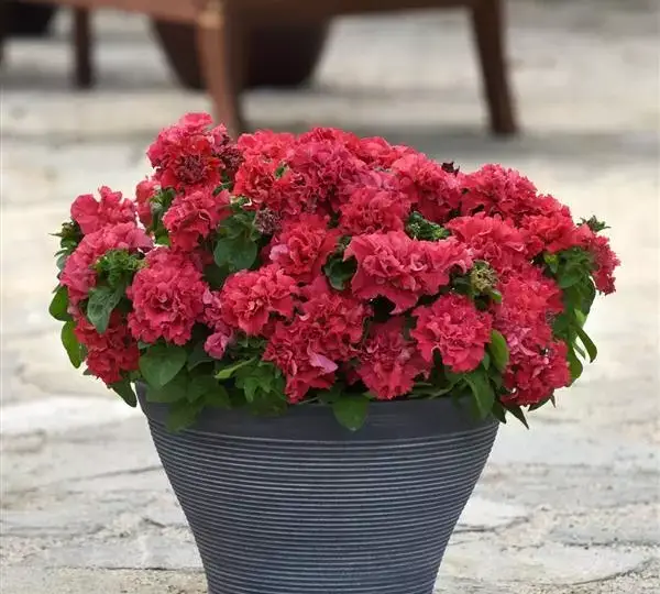 Петуния махровая Дабл Каскад Валентайн - Petunia x hybrida Double Cascade Valentine - Фото №2