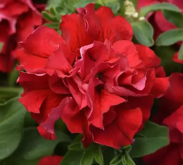Петуния махровая Дабл Каскад Валентайн - Petunia x hybrida Double Cascade Valentine