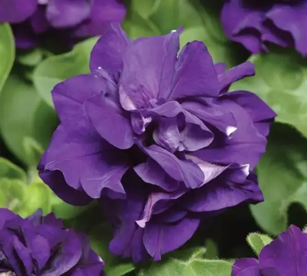 Петуния Дуо Синяя - Petunia x hybrida Double Petunia Duo Blue - Фото №1