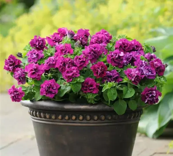 Петуния Дуо Бордовая - Petunia x hybrida Double Petunia Duo Burgundy - Фото №2