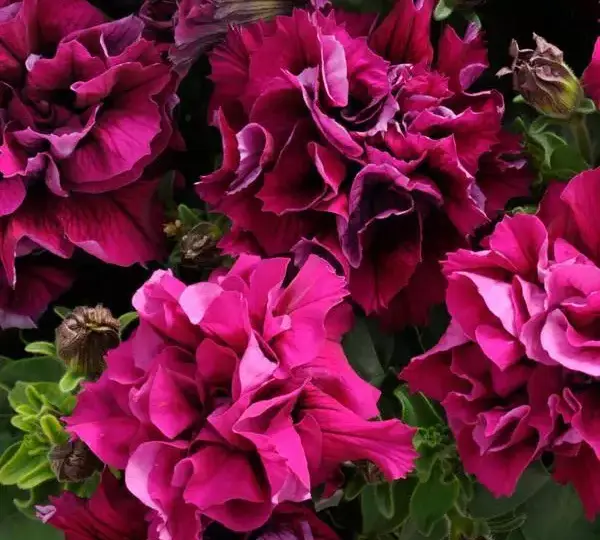 Петуния Дуо Бордовая - Petunia x hybrida Double Petunia Duo Burgundy - Фото №1