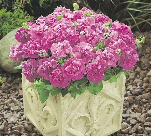 Петуния Дуо Лавандовая - Petunia x hybrida Double Petunia Duo Lavender - Фото №2