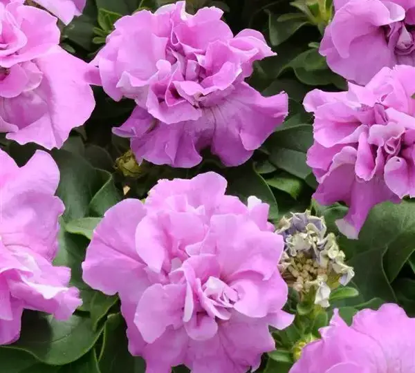 Петуния Дуо Лавандовая - Petunia x hybrida Double Petunia Duo Lavender - Фото №1