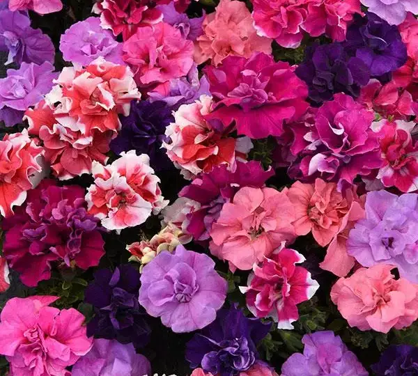 Петуния Дуо Смесь - Petunia x hybrida Double Petunia Duo Mix - Фото №1