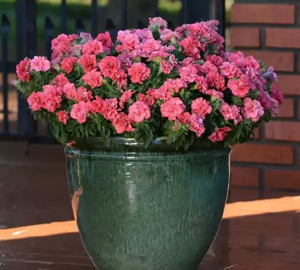 Петуния Дуо Лососёвая - Petunia x hybrida Double Petunia Duo Salmon - Фото №2