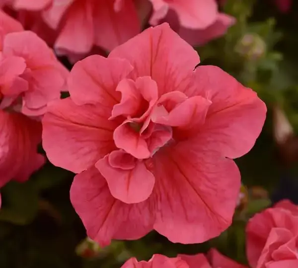 Петуния Дуо Лососёвая - Petunia x hybrida Double Petunia Duo Salmon - Фото №1