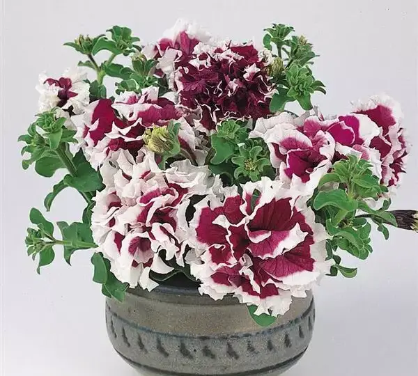 Петуния махровая Пируэт Фиолетовая - Petunia x hybrida Double Pirouette Purple - Фото №2