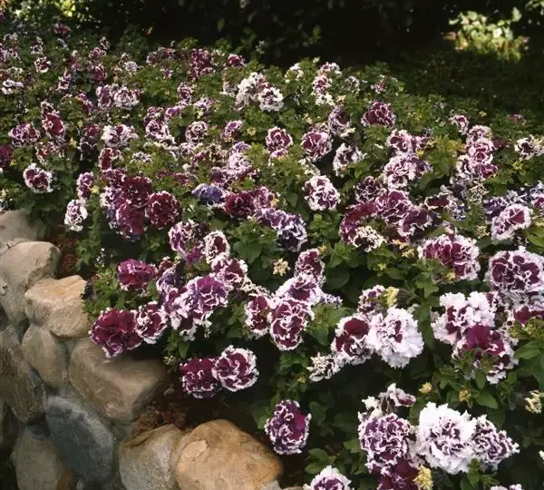 Петуния махровая Пируэт Фиолетовая - Petunia x hybrida Double Pirouette Purple - Фото №3